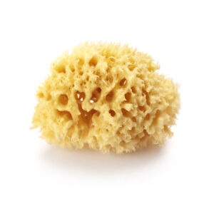 Sponge